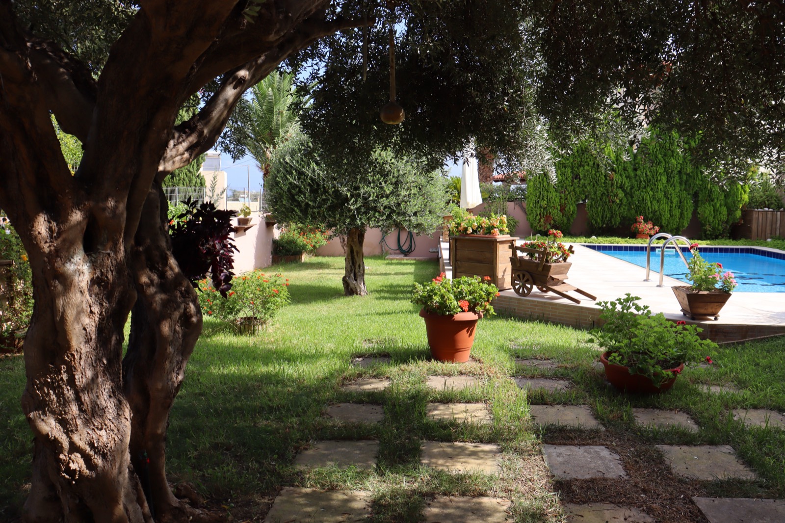 Olive trees in the garden